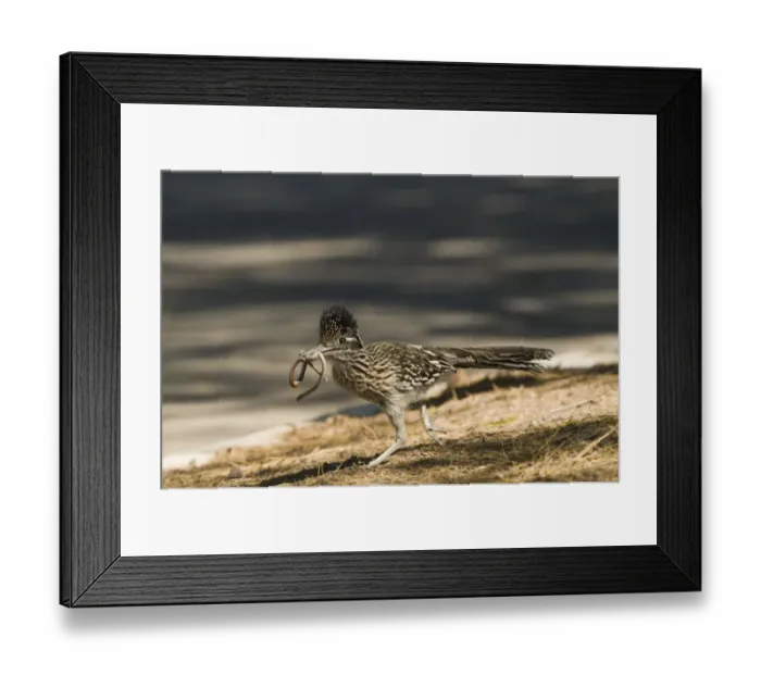 Framed Print : Greater Roadrunner (Geococcyx californianus) adult, feeding, with snake prey in beak, running at edge of road, Salton Sea, California, U. S. A. april Framed Print : Greater Roadrunner (Geococcyx californianus) adult, feeding, with snake prey in beak, running at edge of road, Salton Sea, California, U. S. A. april