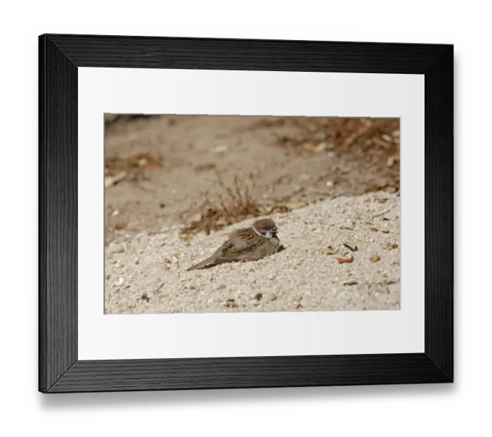 Framed Print : Eurasian Tree Sparrow (Passer montanus) juvenile, sunning and dust bathing in sand, Northern Spain, july Framed Print : Eurasian Tree Sparrow (Passer montanus) juvenile, sunning and dust bathing in sand, Northern Spain, july