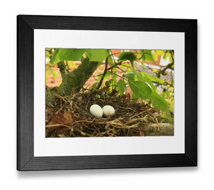 Framed Print : Wood Pigeon (Columba palumbus) two eggs in nest, on branch of Common Walnut (Juglans regia) tree in garden, Suffolk, England, august Framed Print : Wood Pigeon (Columba palumbus) two eggs in nest, on branch of Common Walnut (Juglans regia) tree in garden, Suffolk, England, august