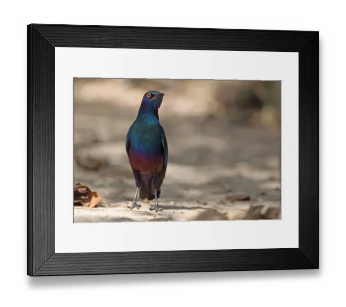 Framed Print : Lesser Blue-eared Glossy-starling (Lamprotornis chloropterus) adult, standing on ground, Gambia, january Framed Print : Lesser Blue-eared Glossy-starling (Lamprotornis chloropterus) adult, standing on ground, Gambia, january