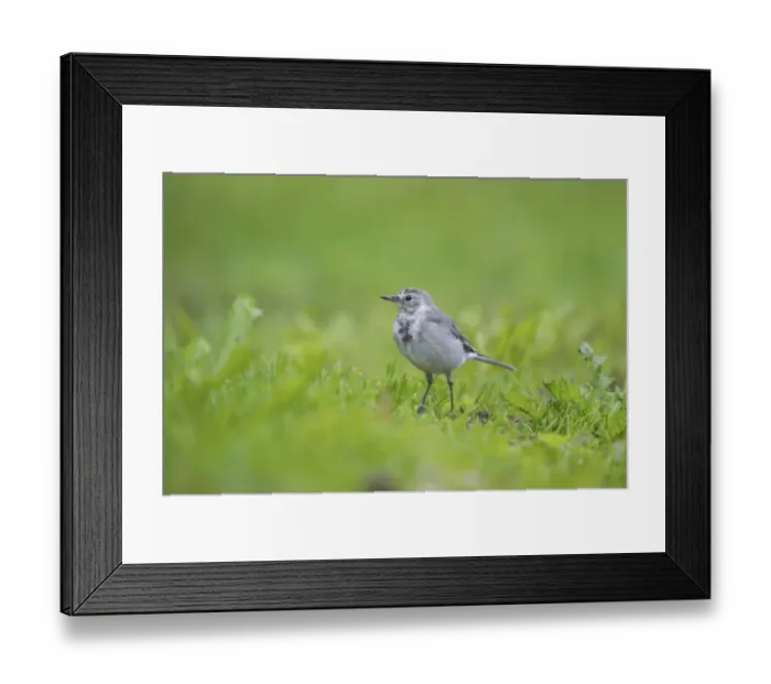 Framed Print : White Wagtail (Motacilla alba alba) juvenile, standing on grass, Finland Framed Print : White Wagtail (Motacilla alba alba) juvenile, standing on grass, Finland