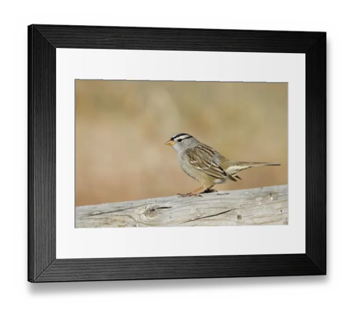 Framed Print : White-crowned Sparrow (Zonotrichia leucophrys) adult, perched on wood, Bosque del Apache National Wildlife Refuge, New Mexico, U. S. A. november Framed Print : White-crowned Sparrow (Zonotrichia leucophrys) adult, perched on wood, Bosque del Apache National Wildlife Refuge, New Mexico, U. S. A. november