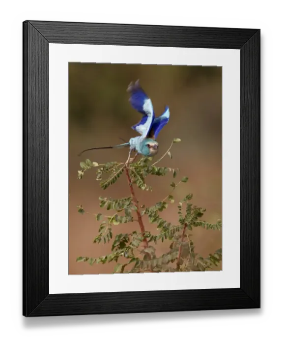 Framed Print : Abyssinian Roller (Coracias abyssinica) adult, in flight, taking off from bush, Senegal, january
