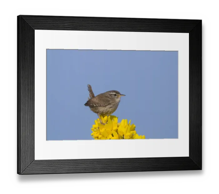 Framed Print : Winter Wren (Troglodytes troglodytes) adult, perched on flowering gorse, Norfolk, England, april Framed Print : Winter Wren (Troglodytes troglodytes) adult, perched on flowering gorse, Norfolk, England, april