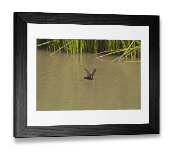 Framed Print : Common Swift (Apus apus) adult, drinking in flight, Northern Spain, july Framed Print : Common Swift (Apus apus) adult, drinking in flight, Northern Spain, july