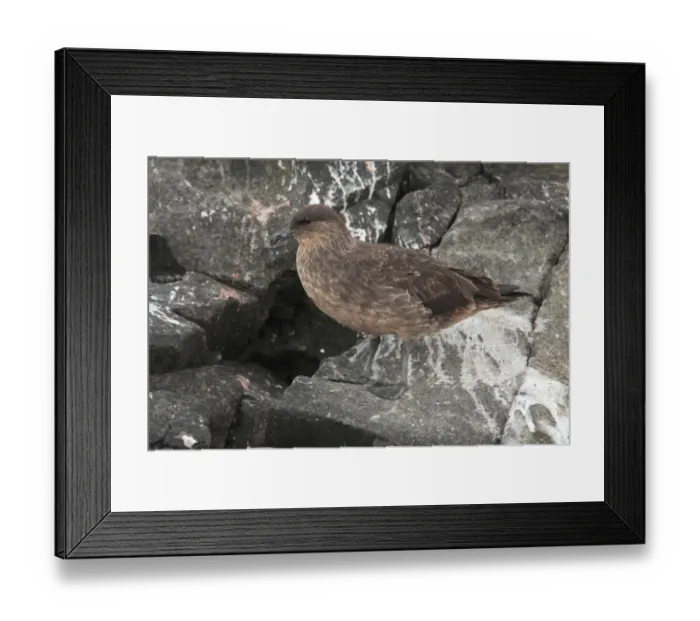 Framed Print : Chilean Skua (Catharacta chilensis) adult, standing on rock, Ushuaia, Tierra del Fuego, Argentina, december Framed Print : Chilean Skua (Catharacta chilensis) adult, standing on rock, Ushuaia, Tierra del Fuego, Argentina, december