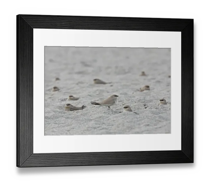 Framed Print : Small Pratincole (Glareola lactea) adults, flock resting in hollows on sandbank, Nameri, Assam, India, january