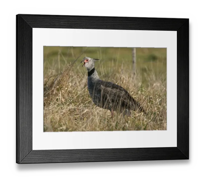 Framed Print : Southern Screamer (Chauna torquata) adult male, calling, standing in grass, General Lavalle, Buenos Aires Province, Argentina, august Framed Print : Southern Screamer (Chauna torquata) adult male, calling, standing in grass, General Lavalle, Buenos Aires Province, Argentina, august