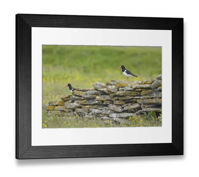 Framed Print : Eurasian Oystercatcher (Haematopus ostralegus) two adults, standing on drystone wall in meadow, Mainland, Orkney, Scotland, june Framed Print : Eurasian Oystercatcher (Haematopus ostralegus) two adults, standing on drystone wall in meadow, Mainland, Orkney, Scotland, june