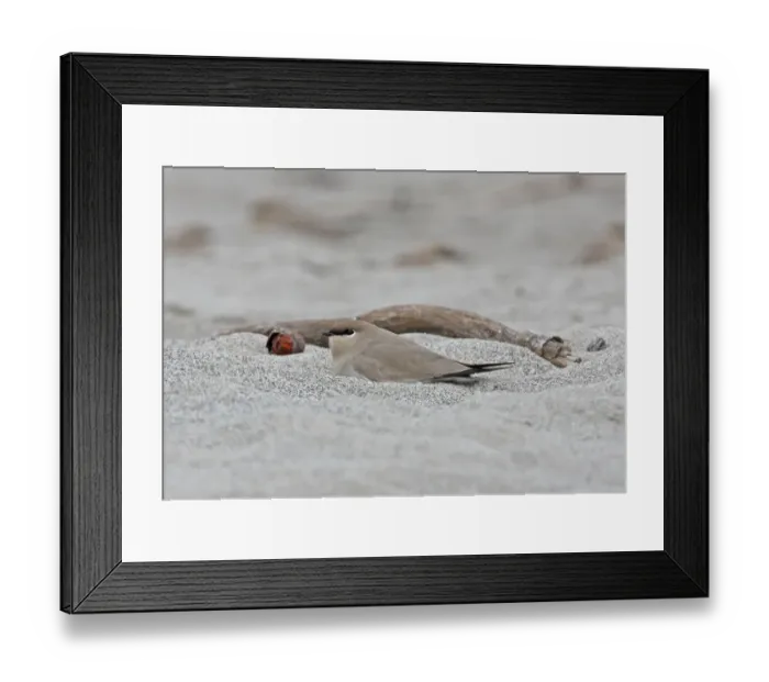 Framed Print : Small Pratincole (Glareola lactea) adult, resting in hollow on sandbank, Nameri, Assam, India, january Framed Print : Small Pratincole (Glareola lactea) adult, resting in hollow on sandbank, Nameri, Assam, India, january