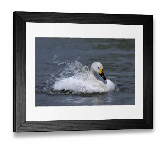 Framed Print : Bewick's Swan (Cygnus bewickii) adult, bathing, Slimbridge, Gloucestershire, England