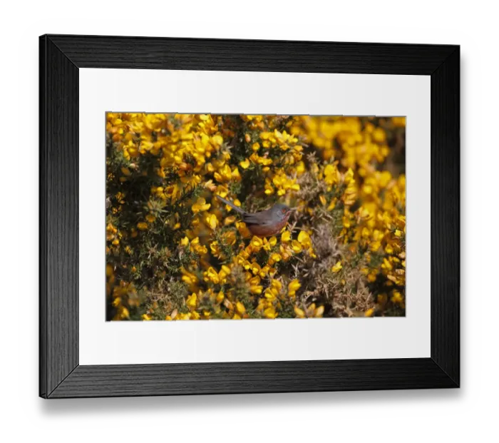 Framed Print : Dartford Warbler (Sylvia undata) adult male, perched on flowering gorse, Dunwich Heath, Suffolk, England, april Framed Print : Dartford Warbler (Sylvia undata) adult male, perched on flowering gorse, Dunwich Heath, Suffolk, England, april