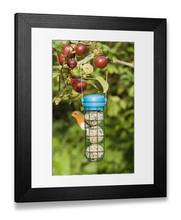 Framed Print : European Robin (Erithacus rubecula) adult, feeding at fat ball feeder hanging on apple tree in garden, Norfolk, England, september Framed Print : European Robin (Erithacus rubecula) adult, feeding at fat ball feeder hanging on apple tree in garden, Norfolk, England, september