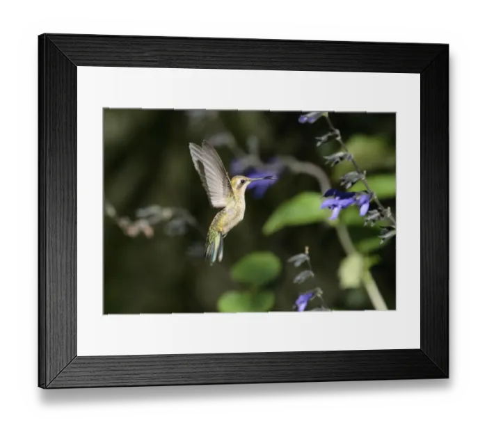 Framed Print : Glittering-bellied Emerald (Chlorostilbon aureoventris) immature male, in flight, feeding at salvia flower, La Lucila, Buenos Aires, Argentina, february Framed Print : Glittering-bellied Emerald (Chlorostilbon aureoventris) immature male, in flight, feeding at salvia flower, La Lucila, Buenos Aires, Argentina, february