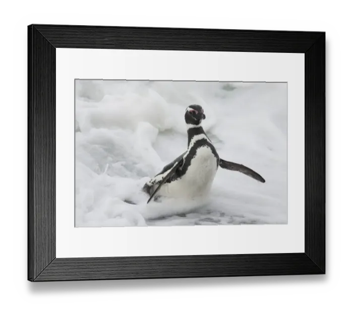Framed Print : Magellanic Penguin (Spheniscus magellanicus) adult, emerging from surf, Saunders Island, Falkland Islands, february Framed Print : Magellanic Penguin (Spheniscus magellanicus) adult, emerging from surf, Saunders Island, Falkland Islands, february