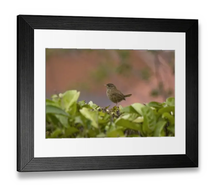 Framed Print : Eurasian Wren (Troglodytes troglodytes) immature, perched at top of laurel hedge, Bentley, Suffolk, England, august