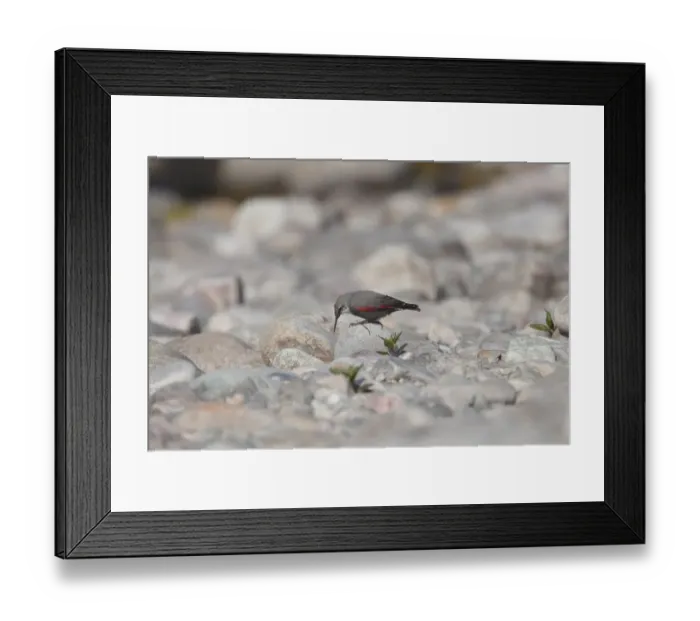 Framed Print : Wallcreeper (Tichodroma muraria) adult, winter plumage, foraging on stones, Corbett N. P. Uttarakhand, India, february
