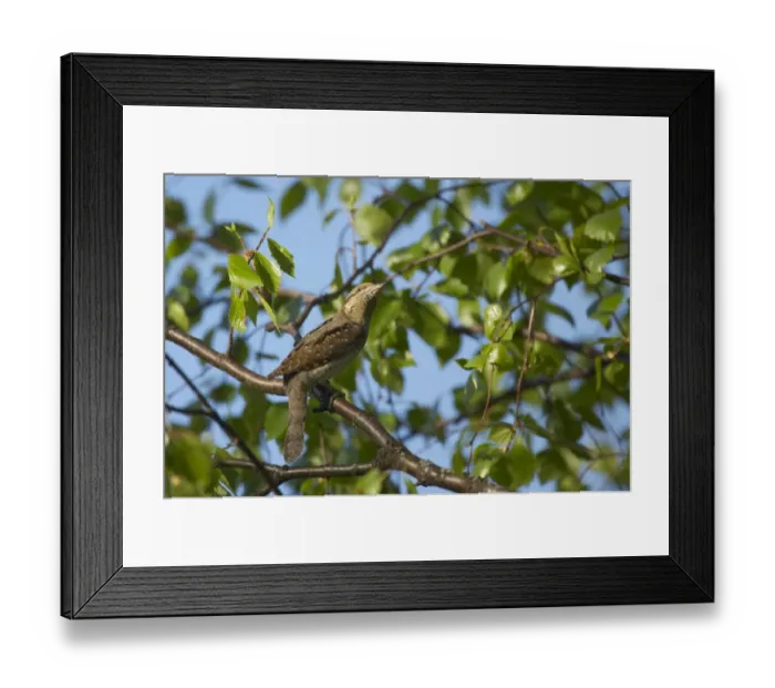 Framed Print : Eurasian Wryneck (Jynx torquilla) adult, perched on branch, Finland Framed Print : Eurasian Wryneck (Jynx torquilla) adult, perched on branch, Finland