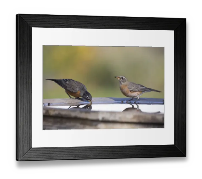 Framed Print : American Robin (Turdus migratorius) two adults, drinking at garden birdbath, North Dakota, U. S. A. october Framed Print : American Robin (Turdus migratorius) two adults, drinking at garden birdbath, North Dakota, U. S. A. october