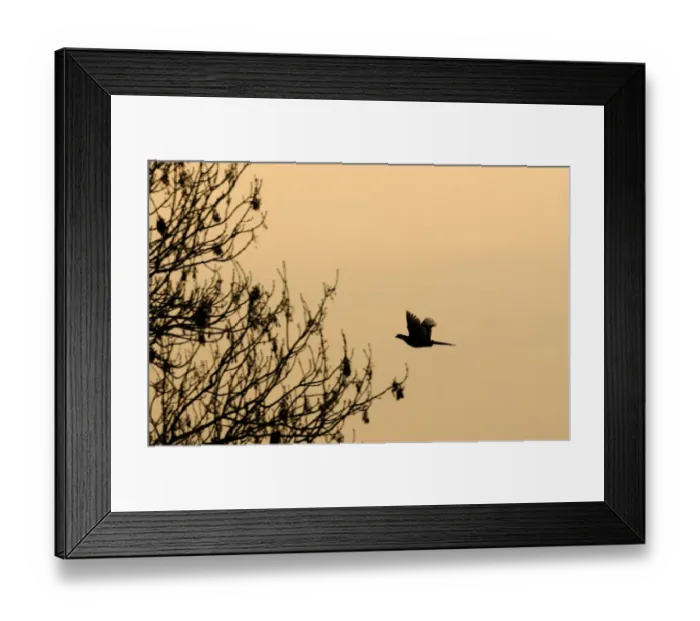 Framed Print : Common Pheasant (Phasianus colchicus) adult, in flight, silhouetted at dusk, Norfolk, England, january Framed Print : Common Pheasant (Phasianus colchicus) adult, in flight, silhouetted at dusk, Norfolk, England, january