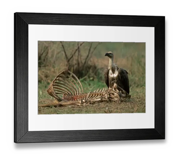 Framed Print : White-rumped Vulture (Gyps bengalensis) adult, feeding at cattle carcass, India Framed Print : White-rumped Vulture (Gyps bengalensis) adult, feeding at cattle carcass, India