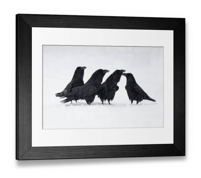 Framed Print : Common Raven (Corvus corax) four adults, calling, standing on snow in snowfall, Shropshire, England, january Framed Print : Common Raven (Corvus corax) four adults, calling, standing on snow in snowfall, Shropshire, England, january