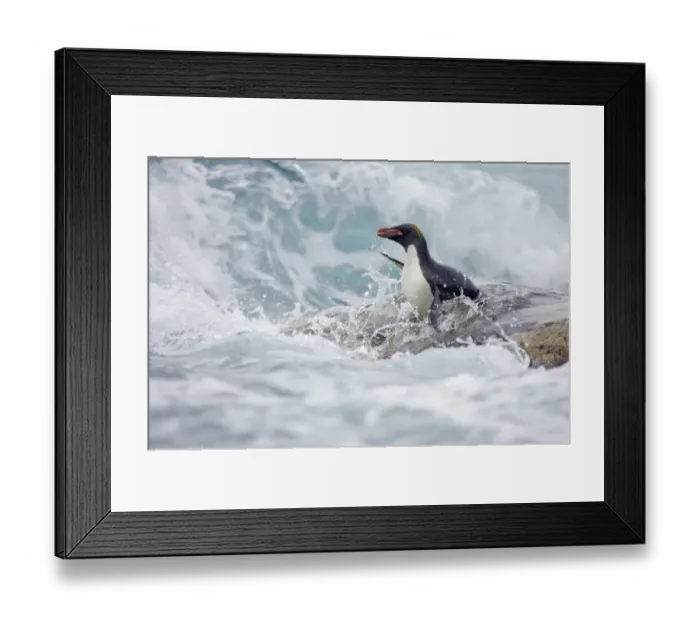 Framed Print : Macaroni Penguin (Eudyptes chrysolophus) adult, entering rough sea, Royal Bay, South Georgia Framed Print : Macaroni Penguin (Eudyptes chrysolophus) adult, entering rough sea, Royal Bay, South Georgia