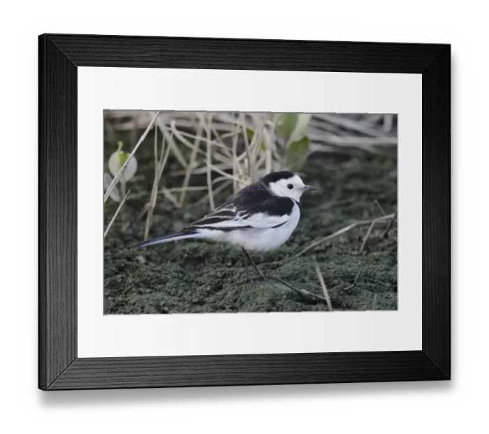 Framed Print : Amur Wagtail (Motacilla alba leucopsis) adult, standing on algae covered tidal mud, Mai Po Nature Reserve, Hong Kong, China, december