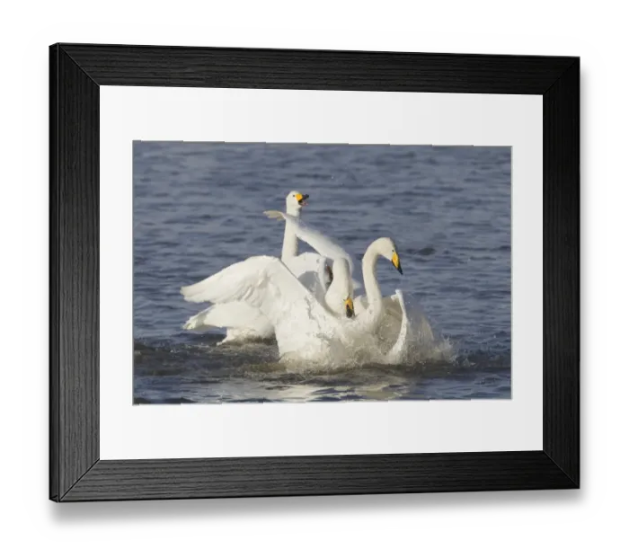 Framed Print : Whooper Swan (Cygnus cygnus) adults, fighting on water, Ouse Washes, Norfolk, England, february Framed Print : Whooper Swan (Cygnus cygnus) adults, fighting on water, Ouse Washes, Norfolk, England, february