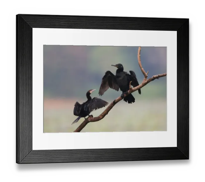 Framed Print : Indian Cormorant (Phalacrocorax fuscicollis) adult and immature, drying wings, standing on dead branch, Bundala N. P. Sri Lanka, december Framed Print : Indian Cormorant (Phalacrocorax fuscicollis) adult and immature, drying wings, standing on dead branch, Bundala N. P. Sri Lanka, december
