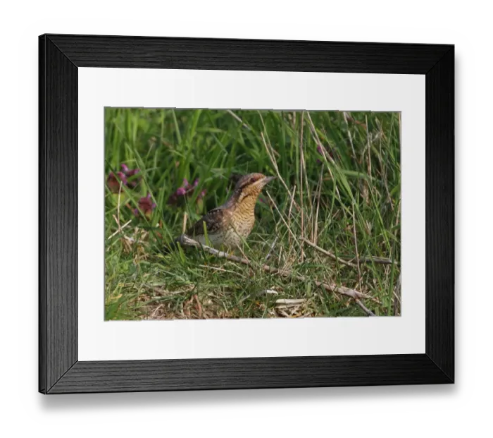 Framed Print : Eurasian Wryneck (Jynx torquilla) adult, standing on grassy bank, Norfolk, England, april