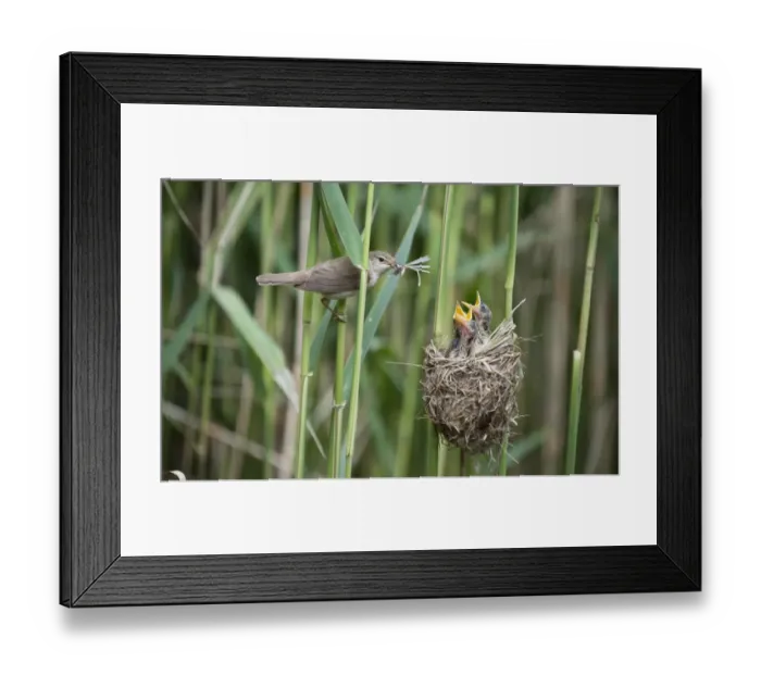 Framed Print : Eurasian Reed-warbler (Acrocephalus scirpaceus) adult, with insects in beak, feeding chicks in nest, England Framed Print : Eurasian Reed-warbler (Acrocephalus scirpaceus) adult, with insects in beak, feeding chicks in nest, England