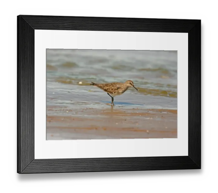 Framed Print : White-rumped Sandpiper (Calidris fuscicollis) adult, winter plumage, wading on shoreline, Valdes Peninsula, Chubut, Argentina, september Framed Print : White-rumped Sandpiper (Calidris fuscicollis) adult, winter plumage, wading on shoreline, Valdes Peninsula, Chubut, Argentina, september