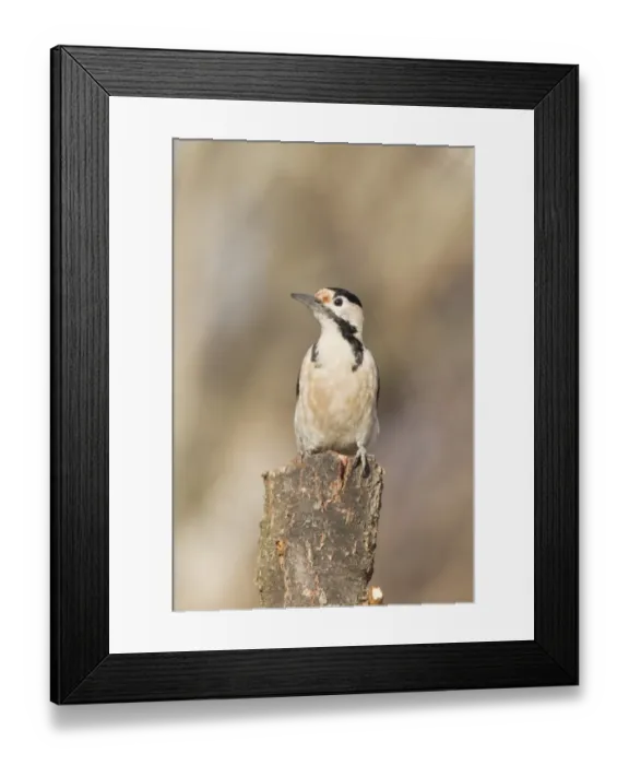 Framed Print : Syrian Woodpecker (Dendrocopos syriacus) adult, perched on stump, Bulgaria, january Framed Print : Syrian Woodpecker (Dendrocopos syriacus) adult, perched on stump, Bulgaria, january