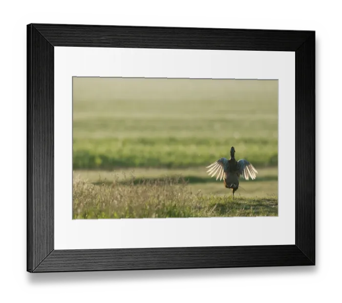 Framed Print : Common Pheasant (Phasianus colchicus) adult male, displaying, backlit at dawn, North Kent Marshes, Isle of Sheppey, Kent, England, may Framed Print : Common Pheasant (Phasianus colchicus) adult male, displaying, backlit at dawn, North Kent Marshes, Isle of Sheppey, Kent, England, may