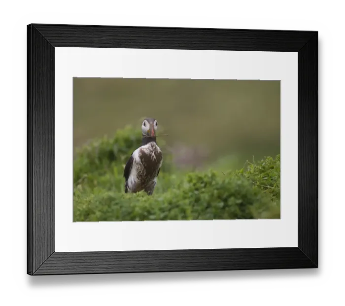 Framed Print : Atlantic Puffin (Fratercula arctica) adult, with nesting material in beak, with muddy feathers, Shetland Islands, Scotland, july Framed Print : Atlantic Puffin (Fratercula arctica) adult, with nesting material in beak, with muddy feathers, Shetland Islands, Scotland, july