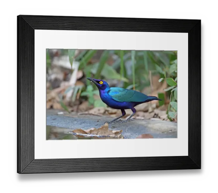 Framed Print : Greater Blue-eared Glossy-starling (Lamprotornis chalybaeus) adult, drinking at pool, Gambia, january