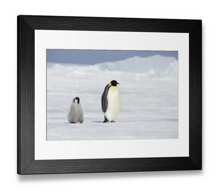 Framed Print : Emperor Penguin (Aptenodytes forsteri) adult with chick, walking across sea ice, Snow Hill Island, Weddell Sea, Antarctica Framed Print : Emperor Penguin (Aptenodytes forsteri) adult with chick, walking across sea ice, Snow Hill Island, Weddell Sea, Antarctica