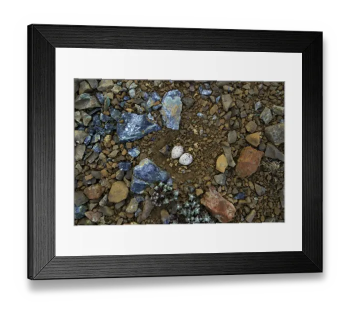 Framed Print : Ringed Plover (Charadrius hiaticula) two eggs in nest, in scrape on barren boulder strewn ground, Keen of Hamar N. N. R. Unst, Shetland Islands, Scotland, june Framed Print : Ringed Plover (Charadrius hiaticula) two eggs in nest, in scrape on barren boulder strewn ground, Keen of Hamar N. N. R. Unst, Shetland Islands, Scotland, june