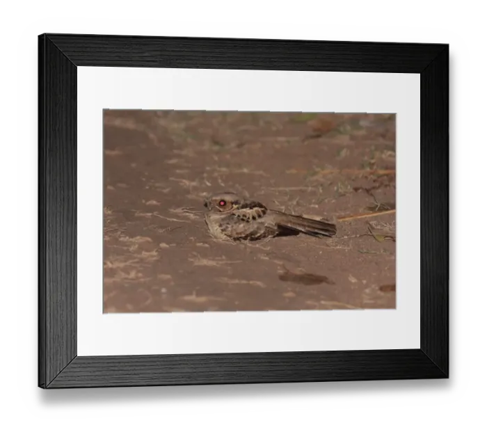 Framed Print : Pauraque (Nyctidromus albicollis) adult, sitting on ground at night, Pouso Alegre, Mato Grosso, Brazil, september