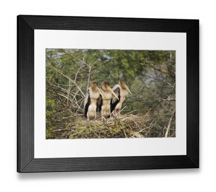 Framed Print : Painted Stork (Mycteria leucocephala) three chicks, sitting on nest in tree, Keoladeo Ghana N. P. (Bharatpur), Rajasthan, India Framed Print : Painted Stork (Mycteria leucocephala) three chicks, sitting on nest in tree, Keoladeo Ghana N. P. (Bharatpur), Rajasthan, India