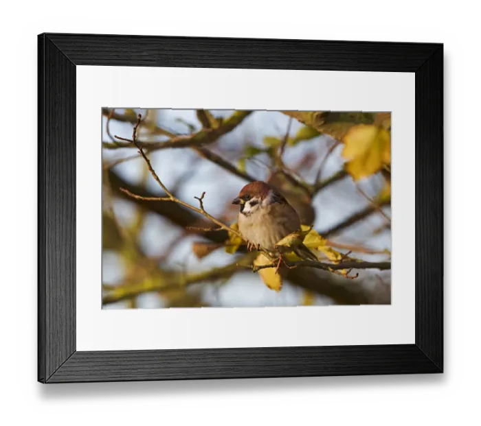 Framed Print : Eurasian Tree Sparrow (Passer montanus) adult, perched on twig in birch tree, Warwickshire, England, november Framed Print : Eurasian Tree Sparrow (Passer montanus) adult, perched on twig in birch tree, Warwickshire, England, november