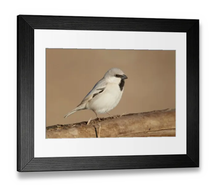 Framed Print : Desert Sparrow (Passer simplex) adult male, perched on wooden camel feeder, Erg Chebbi, Morocco, february