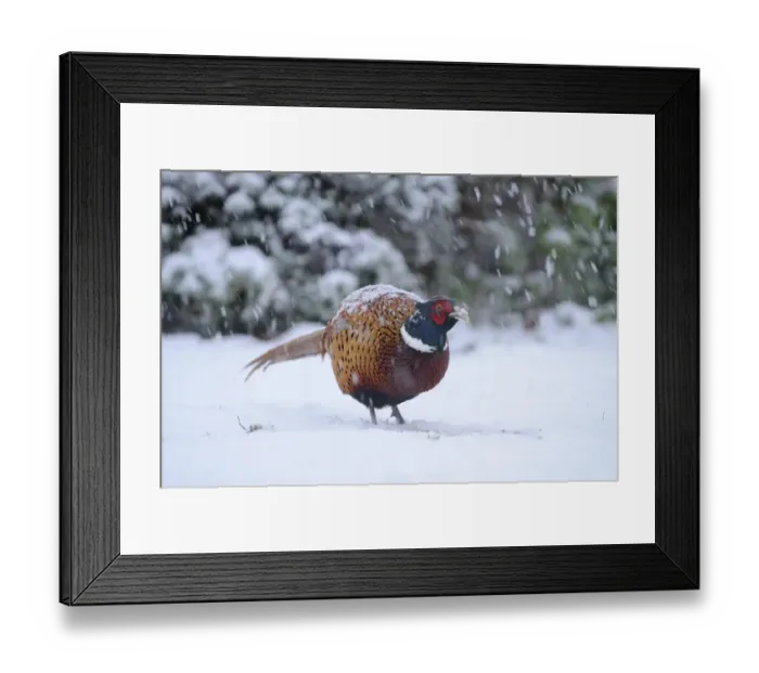 Framed Print : Common Pheasant (Phasianus colchicus) adult male, standing in snow during snowfall, Oxfordshire, England, december Framed Print : Common Pheasant (Phasianus colchicus) adult male, standing in snow during snowfall, Oxfordshire, England, december