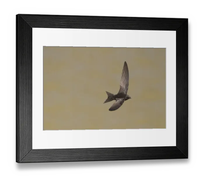 Framed Print : Common Swift (Apus apus) adult, in flight over water, Spain, june