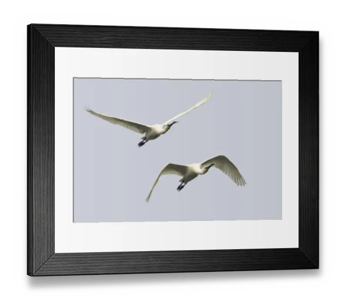 Framed Print : Eurasian Spoonbill (Platalea leucorodia) two adults, in flight, Keoladeo Ghana N. P. (Bharatpur), Rajasthan, India Framed Print : Eurasian Spoonbill (Platalea leucorodia) two adults, in flight, Keoladeo Ghana N. P. (Bharatpur), Rajasthan, India