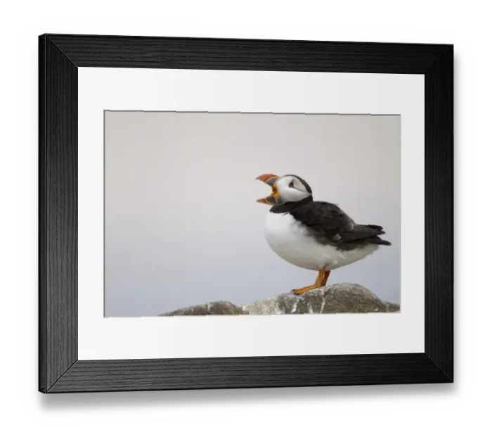 Framed Print : Atlantic Puffin (Fratercula arctica) adult, with beak open, standing on rock, Inner Farne, Farne Islands, Northumberland, England, june Framed Print : Atlantic Puffin (Fratercula arctica) adult, with beak open, standing on rock, Inner Farne, Farne Islands, Northumberland, England, june