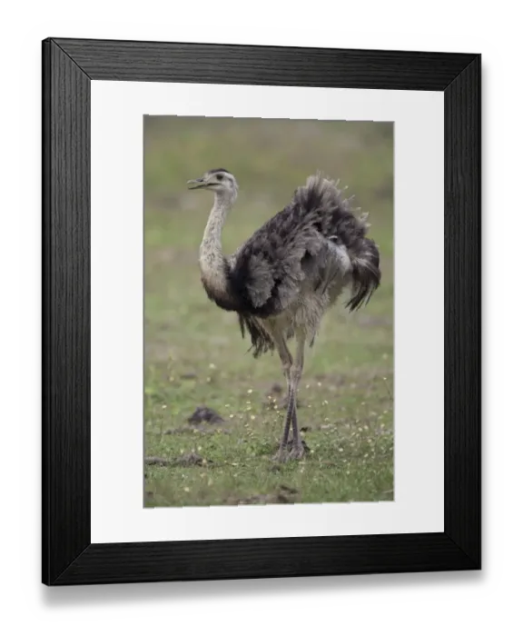 Framed Print : Greater Rhea (Rhea americana) adult, standing in savannah, Pantanal, Mato Grosso, Brazil