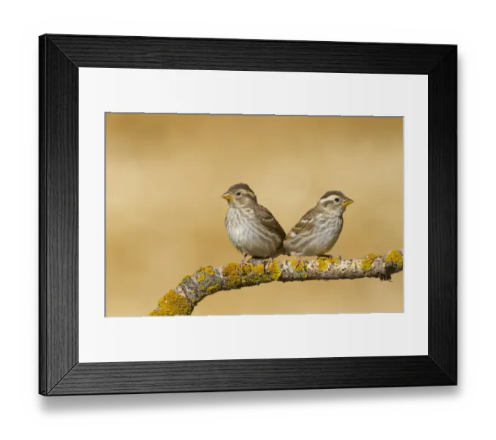 Framed Print : Rock Sparrow (Petronia petronia) two juveniles, perched on twig, Northern Spain, july Framed Print : Rock Sparrow (Petronia petronia) two juveniles, perched on twig, Northern Spain, july