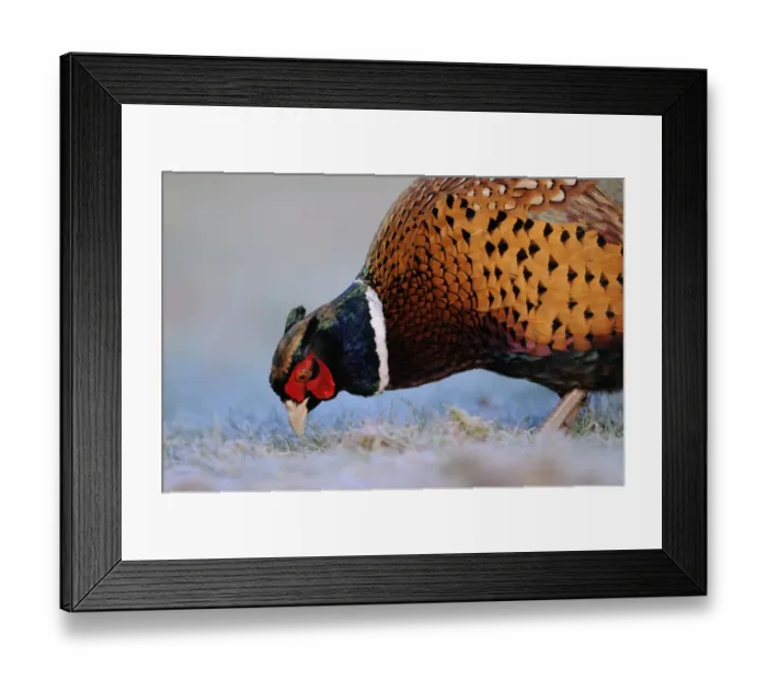 Framed Print : Common Pheasant (Phasianus colchicus) adult male, close-up of head and chest, foraging on frosty ground, Oxfordshire, England, january Framed Print : Common Pheasant (Phasianus colchicus) adult male, close-up of head and chest, foraging on frosty ground, Oxfordshire, England, january